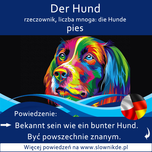 Hund der - pies