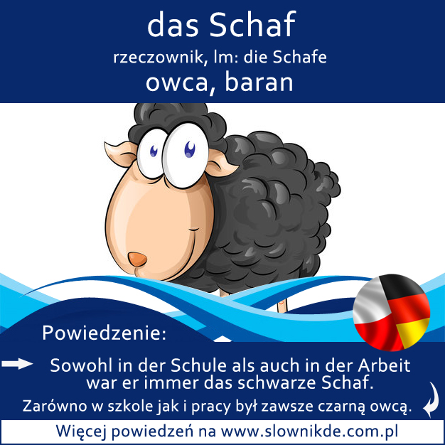 das Schaf - owca, baran