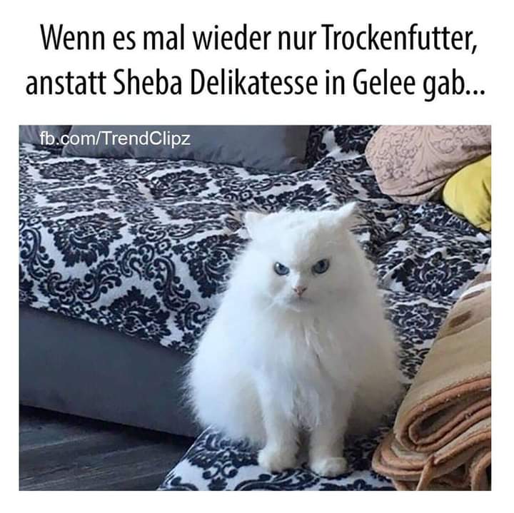 das/der Gelee - galareta, galaretka