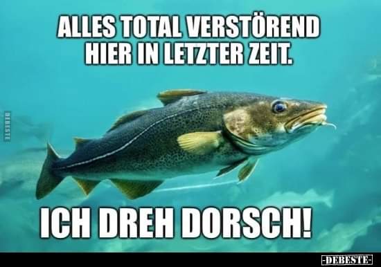 der Dorsch - dorsz