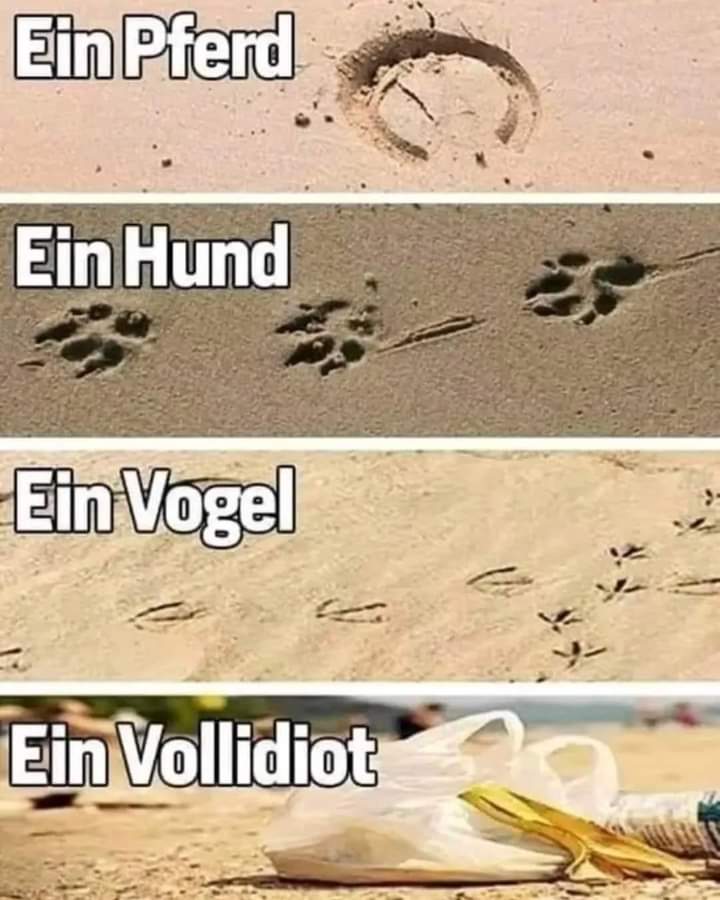 der Vollidiot - kompletny idiota