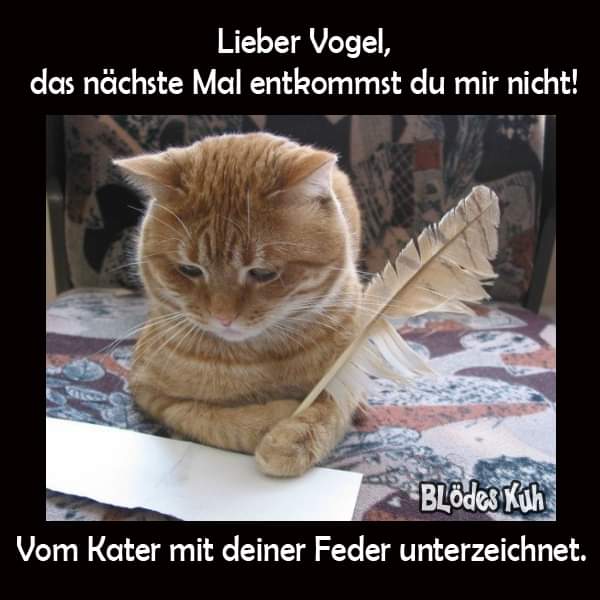 Kater