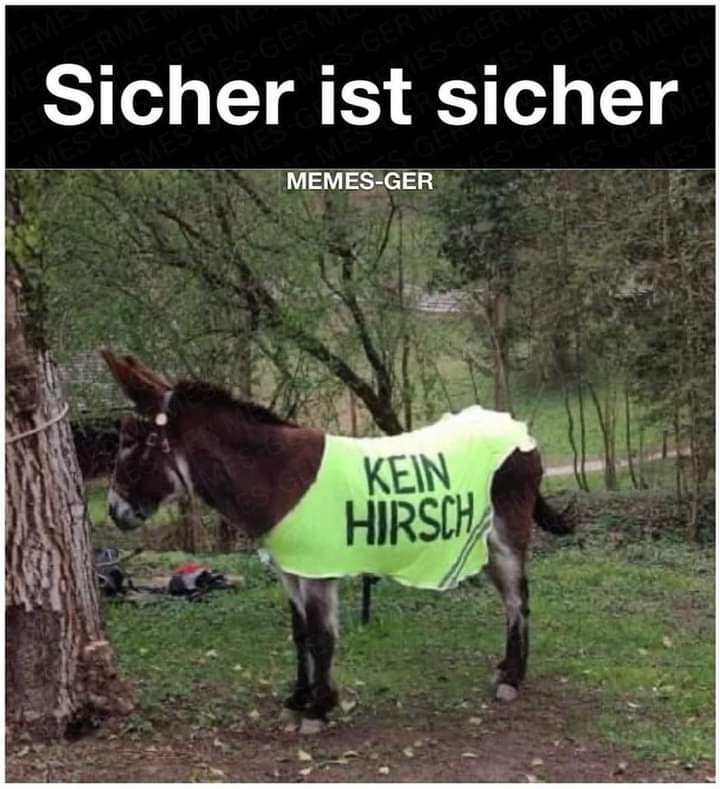 der Hirsch - jeleń