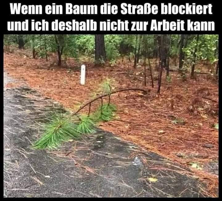 der Baum - drzewo